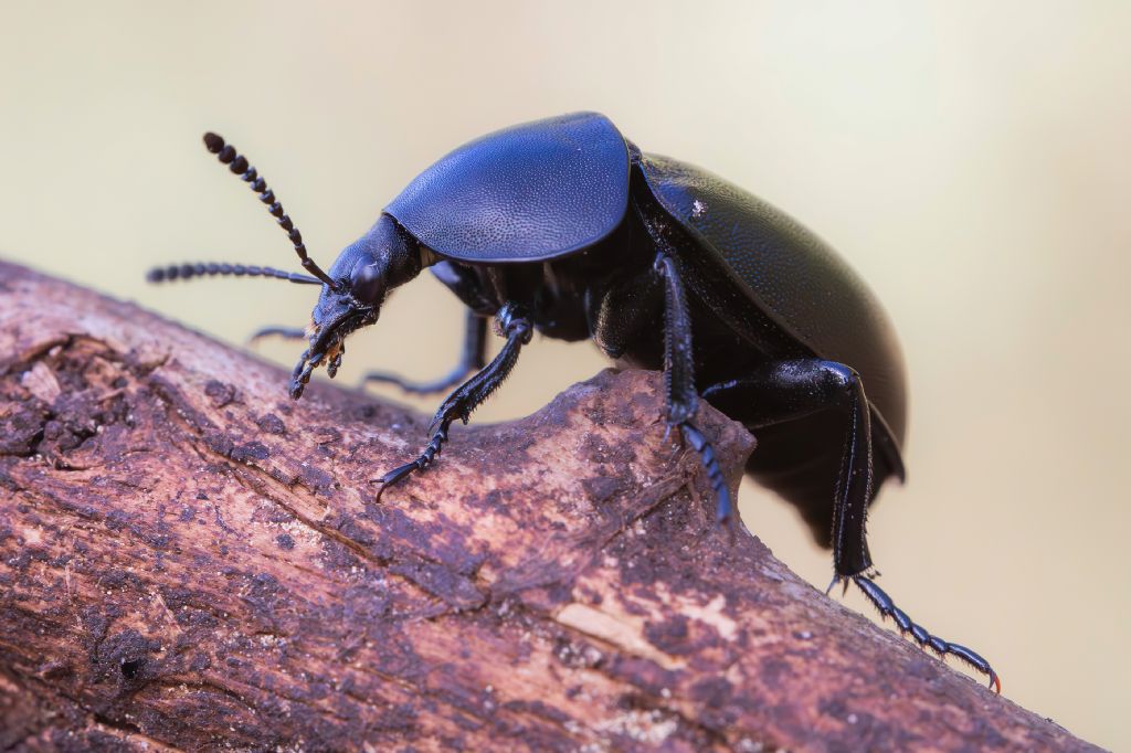 Silphidae - Ablattaria laevigata